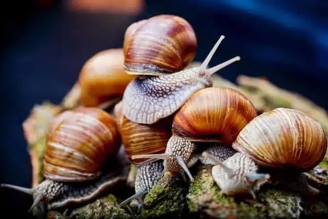 Snail Farming 