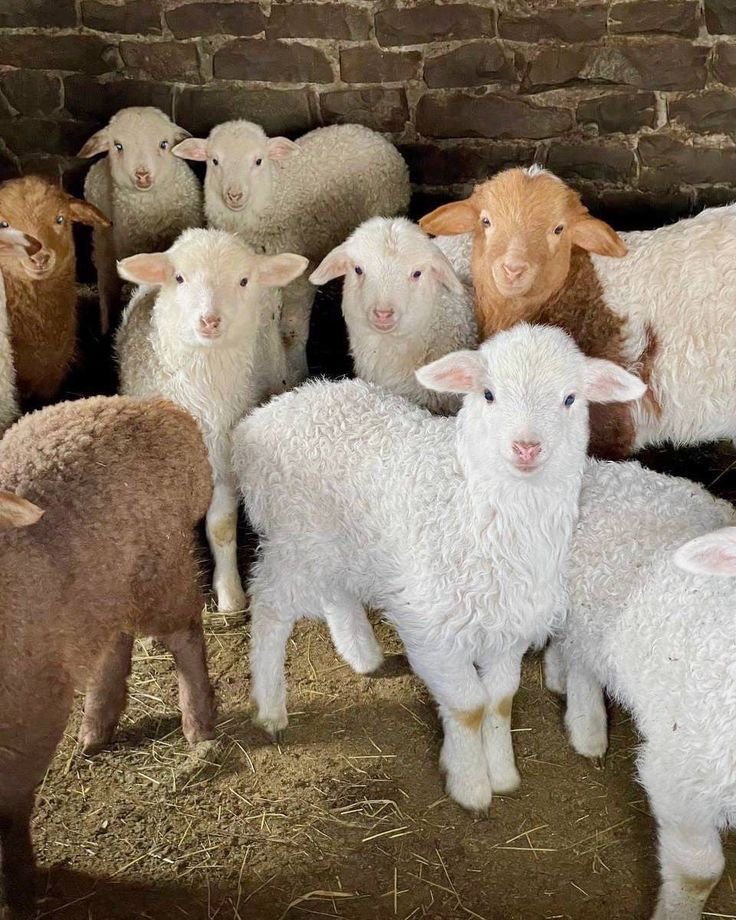 Goats