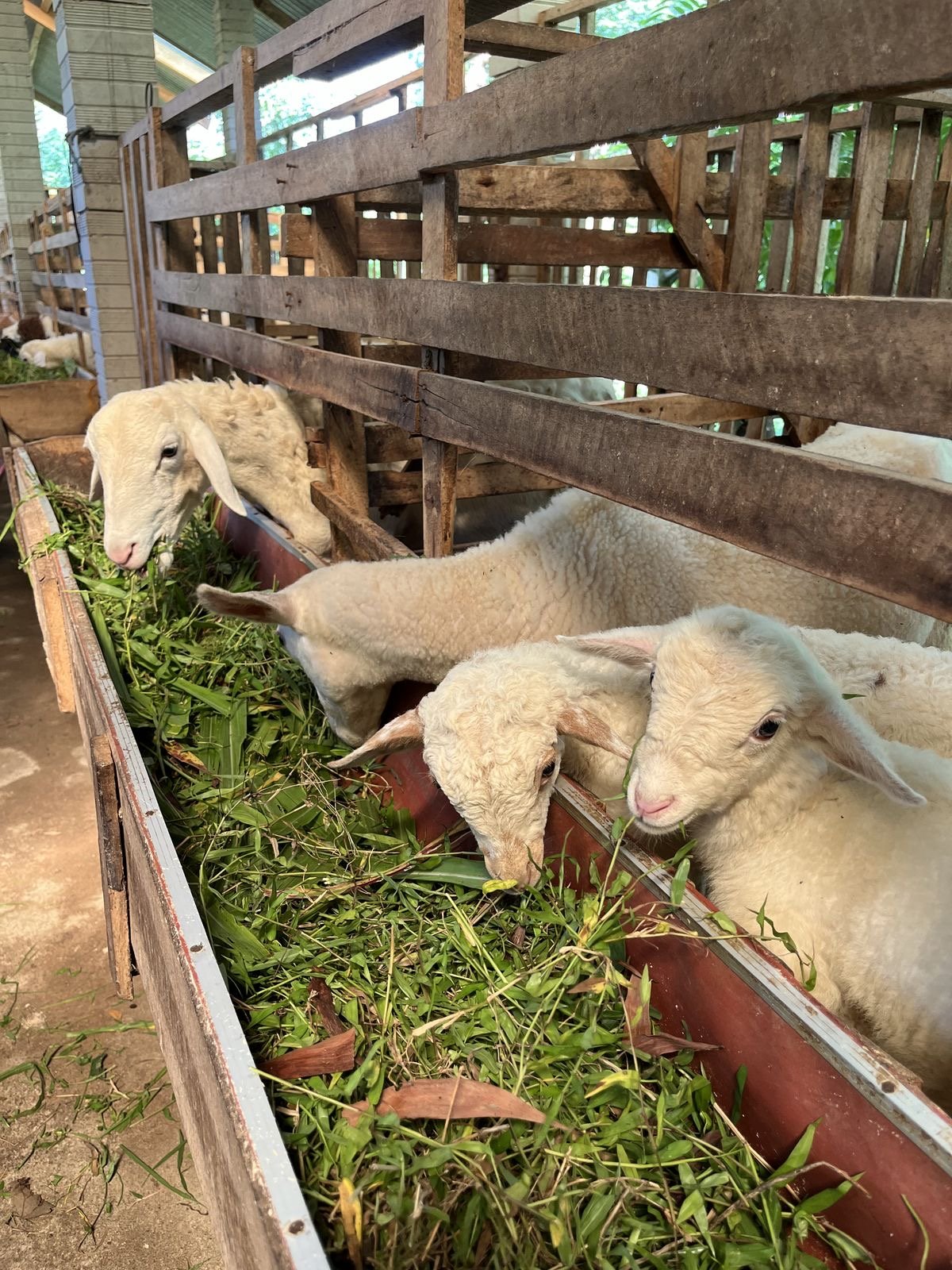 Sheep Farm