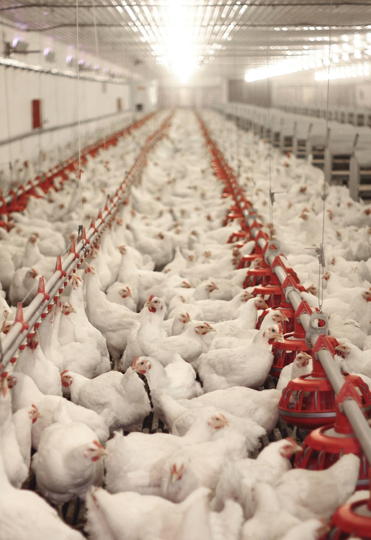 Broilers 