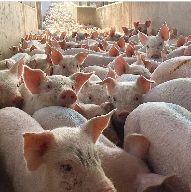 Com.Piggery