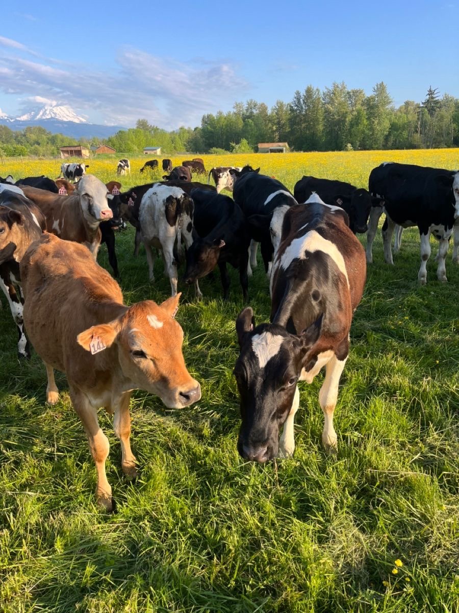 Cow Farming